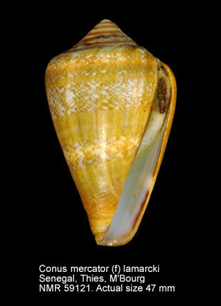Conus mercator (f) lamarckii.jpg - Conus mercator (f) lamarckii Kiener,1847